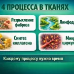 Разрыхление фиброза, лимфодренаж и синтез коллагена после Эндосферы